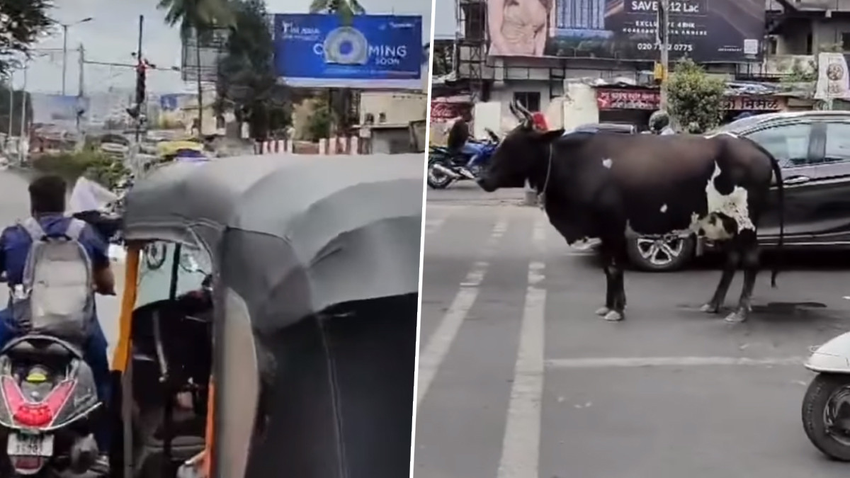 Cow at Traffic Signal: ట్రాఫిక్ రూల్స్ పాటిస్తున్న ఆవు.. గ్రీన్ సిగ్నల్ కోసం ట్రాఫిక్ కూడలి వద్ద వాహనాలే కాదు ఈ ఆవు కూడా ఆగిందోచ్.. పూణెలో ఘటన, వీడియోను షేర్ చేసిన స్థానిక పోలీసులు.. మీరూ చూడండి!