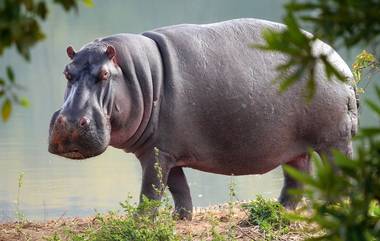 Hippopotamus Attacked Zoo Caretaker: త‌న‌ పిల్ల‌ను ముట్టుకున్నందుకు కేర్ టేక‌ర్ ను చంపేసిన హిప్పోపొటోమ‌స్, రాంచీ జూ లో ఘ‌ట‌న‌