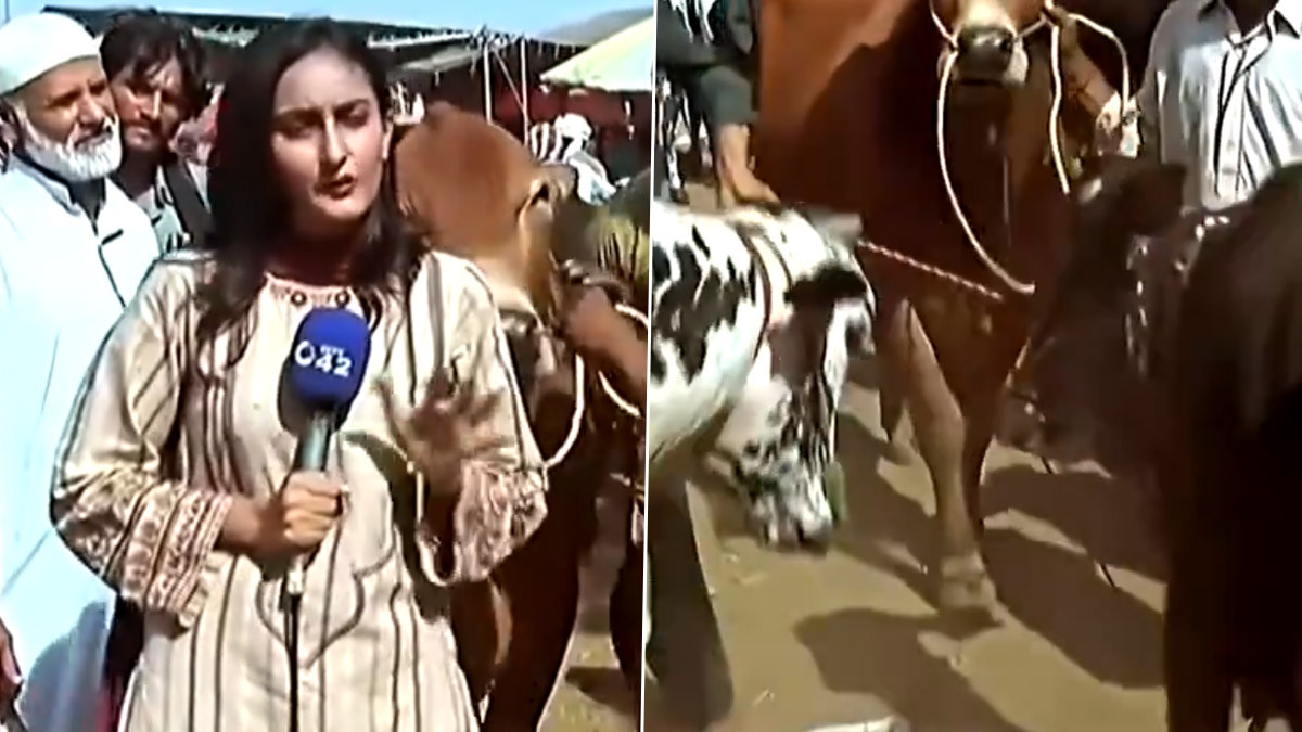 Bull Hits Reporter Video: వీడియో ఇదిగో, ఎద్దుల ముందు నిలబడి లైవ్ రిపోర్టింగ్‌, ఒక్కసారిగా దాడి చేయడంతో ఎగిరి అవతల పడిన మహిళా జర్నలిస్ట్