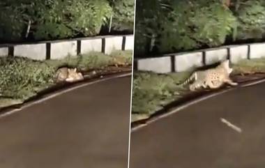 Leopard Spotted in Andhra Pradesh: వీడియో ఇదిగో, శ్రీశైలం టెంపుల్ టోల్ గేట్ దగ్గర కుక్కను నోట కరుచుకుని వెళ్లిన చిరుతపులి