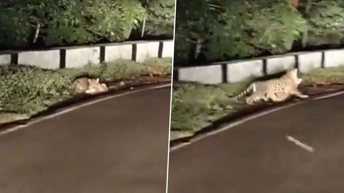 Leopard Spotted in Andhra Pradesh: వీడియో ఇదిగో, శ్రీశైలం టెంపుల్ టోల్ గేట్ దగ్గర కుక్కను నోట కరుచుకుని వెళ్లిన చిరుతపులి