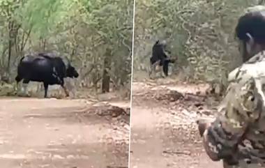 Gaur Found in Nallamala: 150 ఏళ్ల తర్వాత నల్లమల అడవుల్లో తొలిసారి కనిపించిన అడవి దున్న, వీడియో ఇదిగో