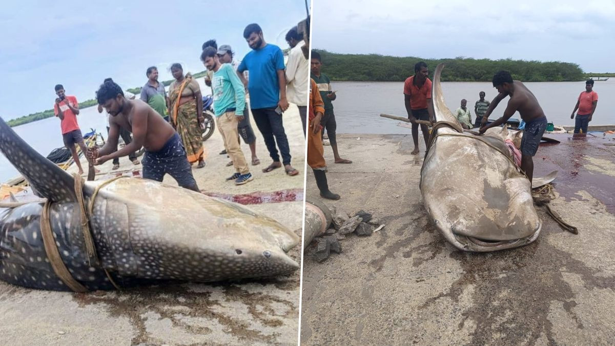 Giant Whale Shark: వీడియో ఇదిగో, మత్స్యకారుల వలలో చిక్కిన 1500 కేజీల భారీ సొరచేప, కొనుగోలు చేసిన చెన్నైకి చెందిన వ్యాపారులు