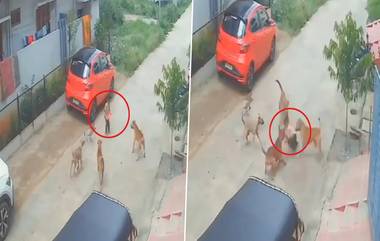 Boy Attacked by Stray Dogs: వీడియో ఇదిగో, ఇంటి బయట ఆడుకుంటున్న బాలుడిపై వీధికుక్కల గుంపు దాడి, తీవ్ర రక్తస్రావంతో ఆస్పత్రికి..