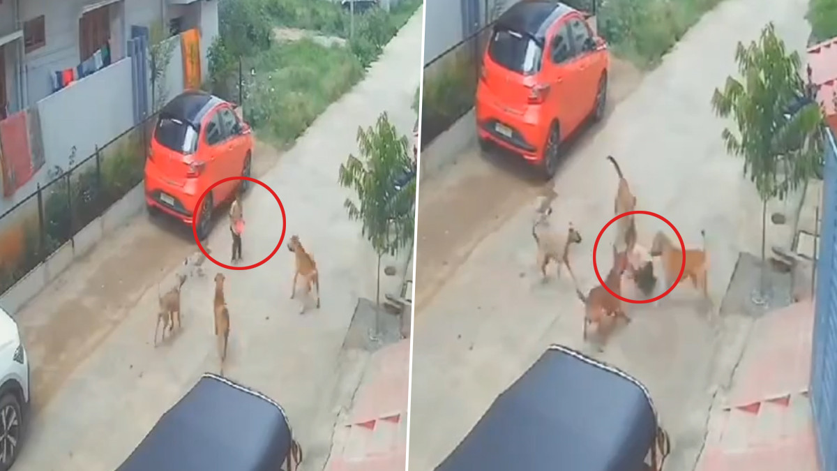 Boy Attacked by Stray Dogs: వీడియో ఇదిగో, ఇంటి బయట ఆడుకుంటున్న బాలుడిపై వీధికుక్కల గుంపు దాడి, తీవ్ర రక్తస్రావంతో ఆస్పత్రికి..