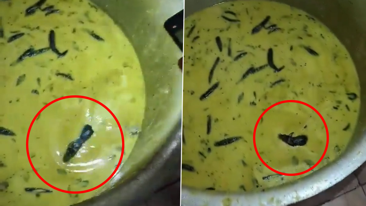 Live Rat Found in Chutney: వీడియో ఇదిగో, జెఎన్టియుహెచ్ క్యాంపస్ మెస్‌ చట్నీలో చిందులేసిన ఎలుక, మండిపడుతున్న విద్యార్థులు