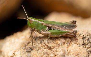 16 Insects For Human Consumption: పురుగులు, మిడతలు, గొల్లభామలు.. ఇలా 16 రకాల పురుగులను తినేయొచ్చు.. సింగపూర్ ప్రభుత్వం అనుమతి. ఎందుకంటే?