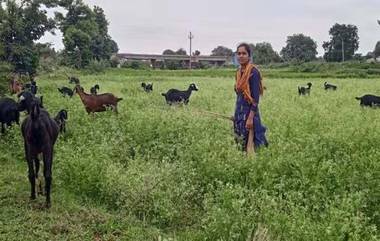 IIT Student Graze Goats: మేకల కాపరిగా  ఐఐటీ విద్యార్థి , సీన్ కట్ చేస్తే అండగా సీఎం రేవంత్ రెడ్డి, నేనున్నా అంటూ భరోసానిచ్చిన కేటీఆర్