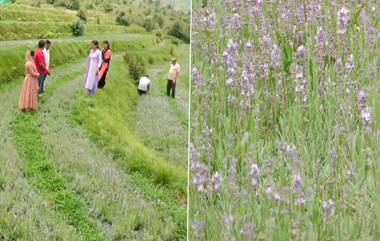 Lavender Farming: ఫలించిన జమ్మూ కశ్మీర్‌ రైతుల ప్రయోగం, సిరులు కురిపిస్తున్న లావెండర్ సాగు...ఒక్క గ్రామంలోనే 5లక్షల మొక్కల సాగు