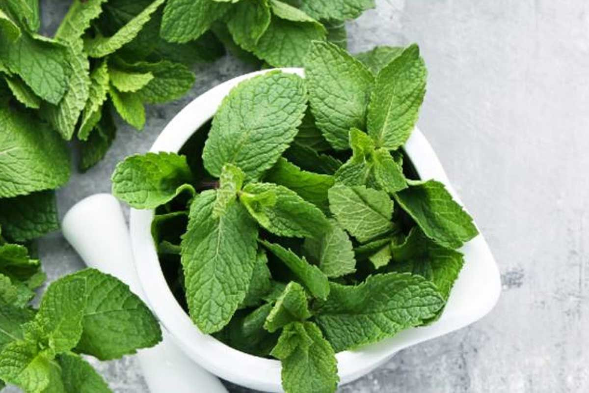 Health Tips: తులసి ఆకులు ఉదయం ఖాళీ కడుపుతో తీసుకుంటే...మీరు మీ శరీరంలో అద్భుత మార్పులను చూస్తారు...