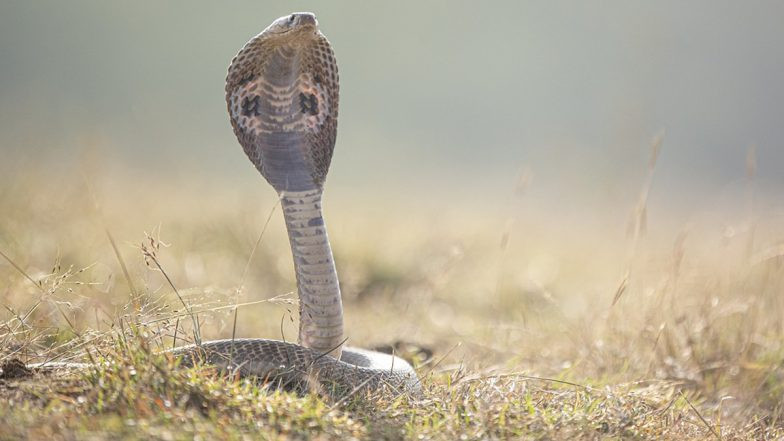 Man Bites Snake Twice: కాటేసిందనే కోపంతో పామును రెండు సార్లు కొరికి చంపేసిన రైల్వే కార్మికులు, ఘటన చూసి షాకయిన రైల్వే అధికారులు