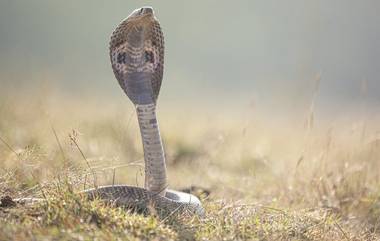 Man Bites Snake Twice: కాటేసిందనే కోపంతో పామును రెండు సార్లు కొరికి చంపేసిన రైల్వే కార్మికులు, ఘటన చూసి షాకయిన రైల్వే అధికారులు