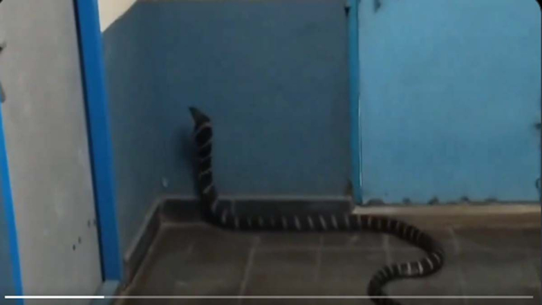 King Cobra At Hospital: ఆస్పత్రిలో ప్రత్యక్షమైన కింగ్ కోబ్రా,అల్లూరి జిల్లా చింతూరులో ఘటన, కోబ్రాను పట్టుకుని అడవీలో వదిలేసిన ఫారెస్ట్ సిబ్బంది..వీడియో