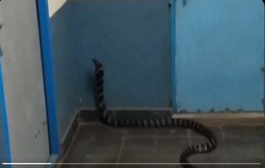 King Cobra At Hospital: ఆస్పత్రిలో ప్రత్యక్షమైన కింగ్ కోబ్రా,అల్లూరి జిల్లా చింతూరులో ఘటన, కోబ్రాను పట్టుకుని అడవీలో వదిలేసిన ఫారెస్ట్ సిబ్బంది..వీడియో