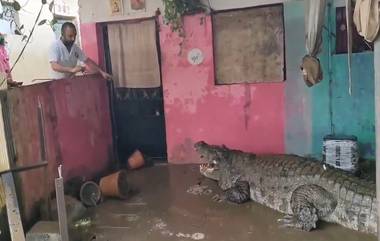 Vadodara Rains: షాకింగ్ వీడియోలు ఇవిగో, భారీ వరదలకు ఇళ్లల్లోకి వచ్చిన భారీ మొసళ్లు, భయంతో పరుగులు పెడుతున్న ప్రజలు, గుజరాత్‌లో వరదలు బీభత్సం