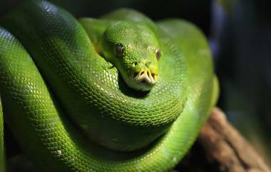 Pythons Cures Heart Diseases: గుండెజబ్బులను నయం చేయడానికి పైథాన్‌ లు సాయపడుతాయ్.. శాస్త్రవేత్తల తాజా అధ్యయనం