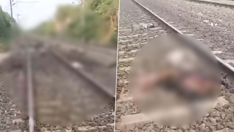 Train Hits Goats At Vikarabad: 50 మేకలను ఢీ కొట్టిన ట్రైన్స్, అక్కడికక్కడే మేకలు మృతి,వీడియో వైరల్