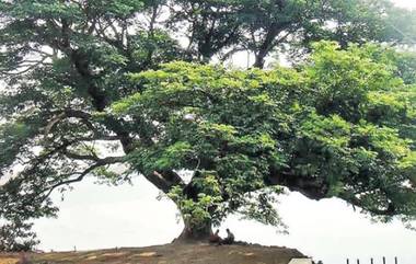 Ancient Tree Fallen in AP: నేలకొరిగిన 150 ఏళ్ల సినీ 'వృక్షం'.. 300 సినిమాల షూటింగ్స్ ఇక్కడే జరిగాయి మరీ.. చెట్టుతో ఉన్న అనుబంధాన్ని స్థానికులు ఎలా నెమరువేసుకున్నారంటే? (వీడియోతో)