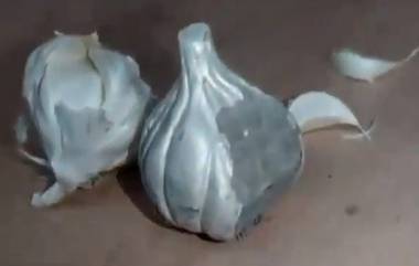 Fake Garlic Made With Cement: సిమెంట్‌ తో వెల్లుల్లి తయారీ.. కాదేదీ నకిలీకి అనర్హం అన్నట్టు తయారైన మహారాష్ట్ర ఫేక్ మాఫియా (వీడియో)