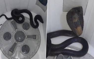 Cobra Found in Washing Machine: భయానక వీడియో ఇదిగో, వాషింగ్ మెషీన్‌లో నుంచి బుసలు కొడుతూ లేచిన నాగుపాము, భయంతో పరుగులు..