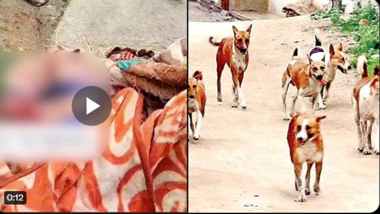 Dogs Attack: వృద్దురాలి తల,కడుపు పీక్కుతిన్న కుక్కలు, రాజన్న సిరిసిల్ల జిల్లాలో దారుణం, ఇంటికి తలుపులు లేకపోవడంతో దాడి