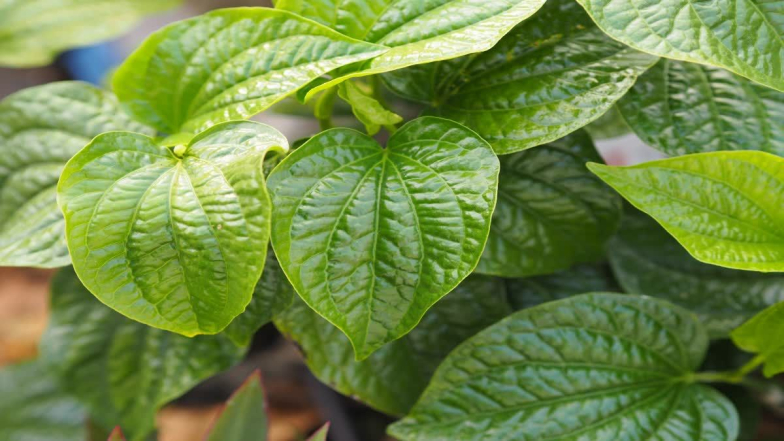 Health Tips: తమలపాకు లో ఉన్న ఔషధ గుణాలు తెలిస్తే షాక్ అవుతారు.
