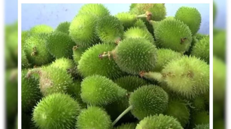 Health Tips: బోడ కాకరకాయల్లో ఉండే ఔషధ గుణాల గురించి తెలుసా.