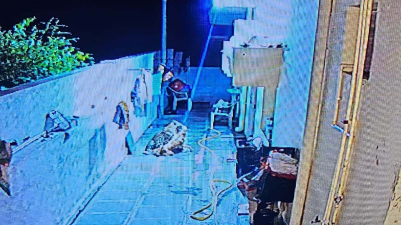 Leopard Caught On Srisailam: వీడియో ఇదిగో.. శ్రీశైలంలో చిరుత పులి సంచారం, ఓ ఇంట్లో కుక్కను ఎత్తుకెళ్లిన చిరుత పులి, సీసీటీవీలో రికార్డు అయిన దృశ్యాలు