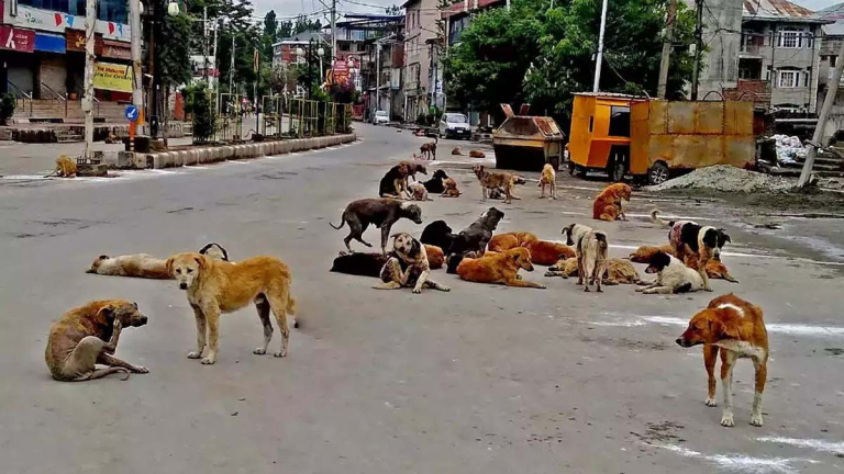 Stray Dogs Attack: ములుగులో పిచ్చి కుక్కల స్వైరవిహారం, ఏడుగురు యువకులతో పాటు రెండు మేకలపై దాడి,భయాందోళనలో స్థానికులు