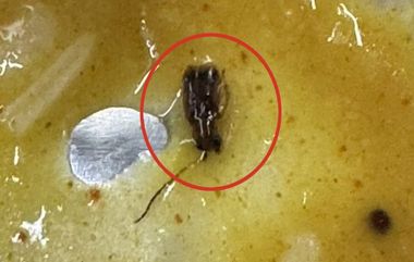 Cockroach Found in Meal on Train: వందే భారత్ ఎక్స్‌ప్రెస్‌లో అందించే భోజనంలో బొద్దింక, పప్పులో కీటకం డ్యాన్స్ వేస్తుందంటూ నెటిజన్లు సెటైర్లు, వీడియో ఇదిగో..