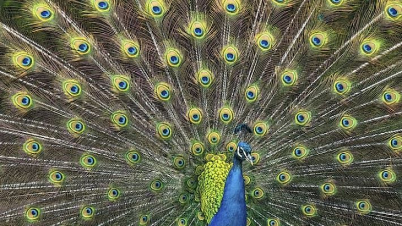 How to Cook Peacock Curry: జాతీయ పక్షి నెమలి కూర ఎలా వండాలో వీడియో చేసిన సిరిసిల్ల యూట్యూబర్‌.. వీడియో అప్‌ లోడ్‌.. అరెస్టు