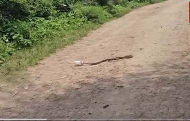 Snake Stuck in Beer Can: వీడియో..బీర్ టిన్‌లో ఇరుక్కున్న పాము తల, మూడు గంటల పాటు నరకయాతన, చివరకు!