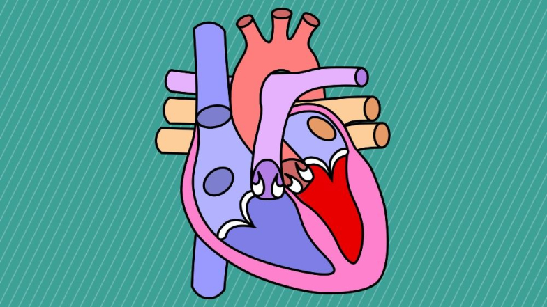 Potatoes Ally for Heart Health: ఆలుగడ్డలతో చిట్టి గుండె పదిలం.. షుగర్ వ్యాధిగ్రస్తులు తినడం మరీ మంచిది.. తాజా అధ్యయనం వెల్లడి