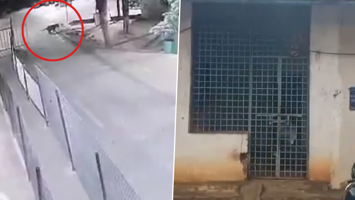 Leopard found at Tirumala: తిరుమల మెట్ల మార్గంలో మరోసారి చిరుత కలకలం.. భయంతో కంట్రోల్ రూమ్‌లోకి పరుగులు తీసిన సెక్యూరిటీ సిబ్బంది (వీడియో)