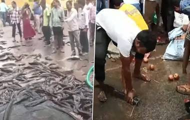 Viral Video: వీడియో ఇదిగో, చేపల లారీ బోల్తా, ఏరుకునేందుకు ఎగబడిన స్థానికులు, ట్రాఫిక్‌కు తీవ్ర అంతరాయం