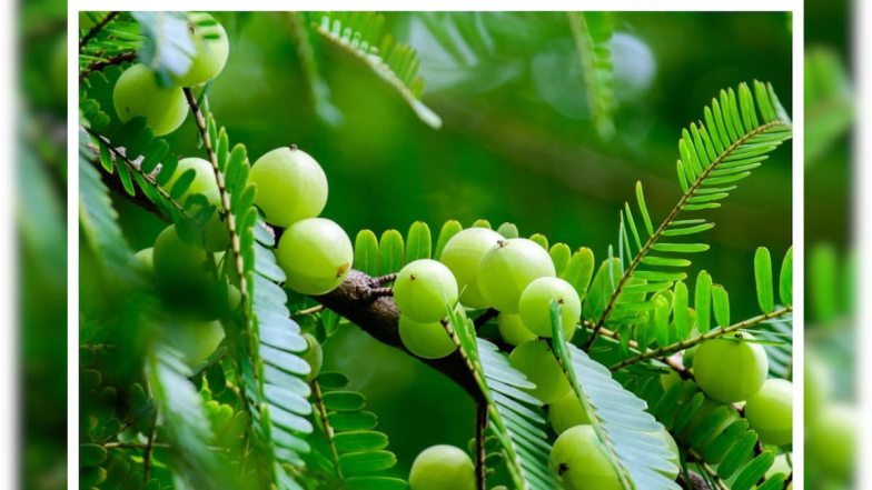 Health Tips: ఈ జబ్బులు ఉన్నవారు ఎట్టి పరిస్థితుల్లో కూడా ఉసిరికాయ తినకూడదు.