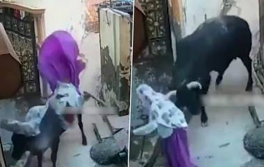 Bull Attacks Elderly Woman: వీడియో ఇదిగో, వృద్ధురాలిని కొమ్ములతో అమాంతం ఎత్తేసిన ఎద్దు, గాలిలోకి ఎగిరి పల్టీలు కొట్టిన బాధితురాలు