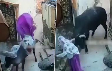 Bull Attacks Elderly Woman: వీడియో ఇదిగో, వృద్ధురాలిని కొమ్ములతో అమాంతం ఎత్తేసిన ఎద్దు, గాలిలోకి ఎగిరి పల్టీలు కొట్టిన బాధితురాలు