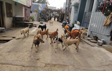 Dog Attack in Srikakulam: శ్రీకాకుళంలో పిచ్చి కుక్క దాడి, 24 మందికి తీవ్ర గాయాలు...వీడియో ఇదిగో