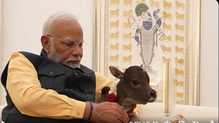 Cow In PM Modi House: ప్రధాని మోడీ నివాసంలో దూడకు జన్మనిచ్చిన ఆవు..దూడకు ప్రత్యేక పూజలు, దీపోజ్యోతి అనే పేరు పెట్టిన మోడీ