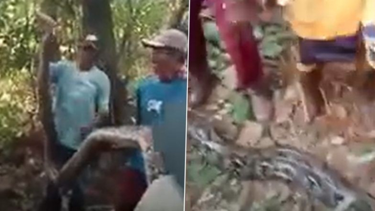 Viral Python Video: షాకింగ్ వీడియో ఇదిగో, తోటలో భార్యను కొండ చిలువ అమాంతం మింగుతుండగా చూసిన భర్త, తర్వాత ఏమైందంటే..