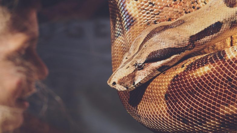 Snake Found in Car: వామ్మో, కారు డోర్ ఓపెన్ చేయగానే పైకి దూసుకొచ్చిన 8 అడుగుల కొండ చిలువ, తర్వాత ఏమైందంటే...