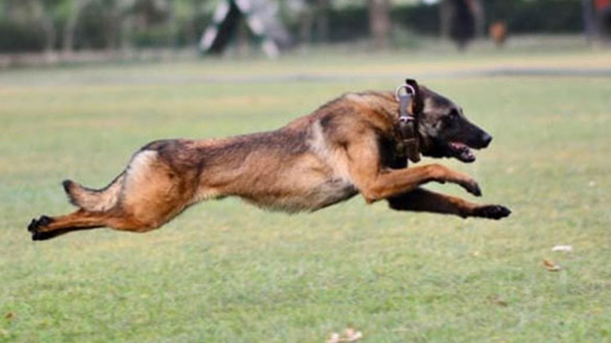 Army Dog Phantom Died: ఉగ్రవాదుల చేతిలో వీరమరణం పొందిన ఆర్మీ డాగ్ ఫాంటమ్.. జమ్ముకశ్మీర్ లో ఘటన