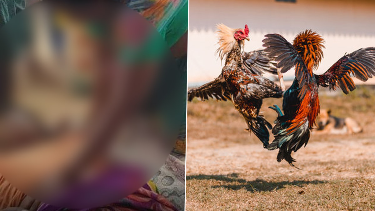 Andhra Pradesh Shocker: ఏలూరులో ఘోర విషాదం, పందెంకోడికి ఈత నేర్పిస్తూ చెరువులో పడి తండ్రితో పాటు ఇద్దరు కుమారులు మృతి