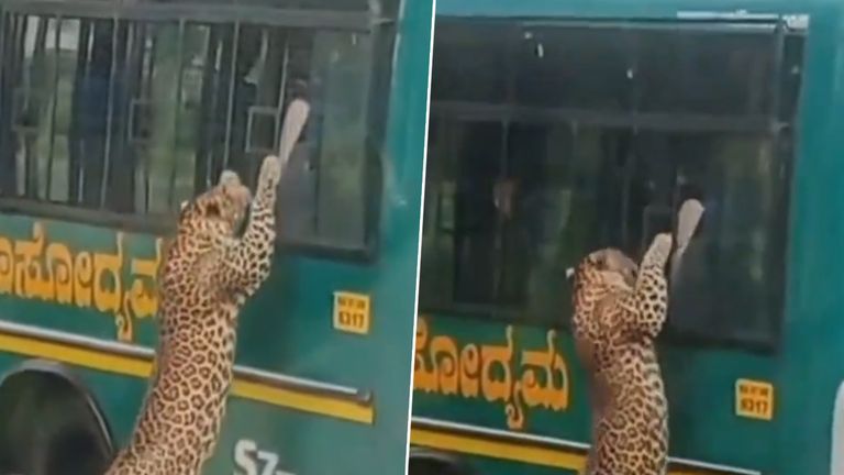 Leopard Attack: జూ పార్క్ లో సఫారీ బస్సుపై చిరుత అటాక్.. కెవ్వుమన్న టూరిస్టులు.. బెంగళూరులో ఘటన (వీడియో)