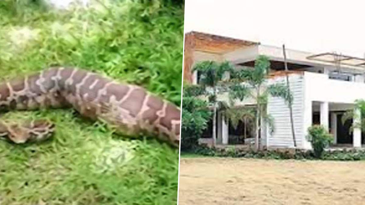 Python Found at Chandrababu's House: వీడియో ఇదిగో, చంద్రబాబు నివాసం వద్ద భారీ కొండ చిలువ, జంతువును మింగి జీర్ణించుకోలేక మృతి