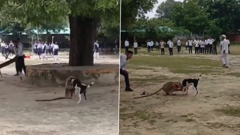 Monkey vs Dog Fight: వీడియో ఇదిగో, కుక్కతో భయంకరంగా తలపడిన కోతి, కర్రలతో బెదిరించిన వదలకుండా రెండూ హోరా హోరీ పోరు..