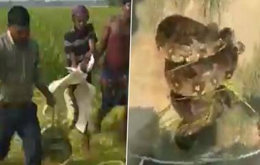 Snake Rescued in Uttar Pradesh: వీడియో ఇదిగో, పొలంలో మందు పిచికారీ చేస్తున్న రైతు పైకి దూసుకొచ్చిన 10 అడుగుల కొండ చిలువ, తర్వాత ఏమైందంటే..