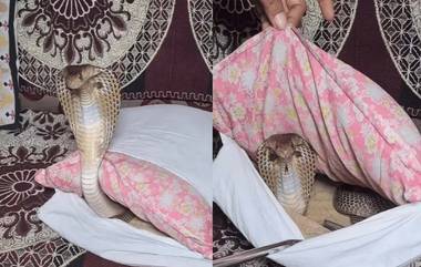 Snake At Sofa Pillow Cover: షాకింగ్...సోఫా పిల్లో కవర్‌లో త్రాచు పాము, వింత శబ్దాలు రావడంతో స్నేక్ క్యాచర్‌కు సమాచారం ఇచ్చిన ఇంటి సభ్యులు..వీడియో ఇదిగో