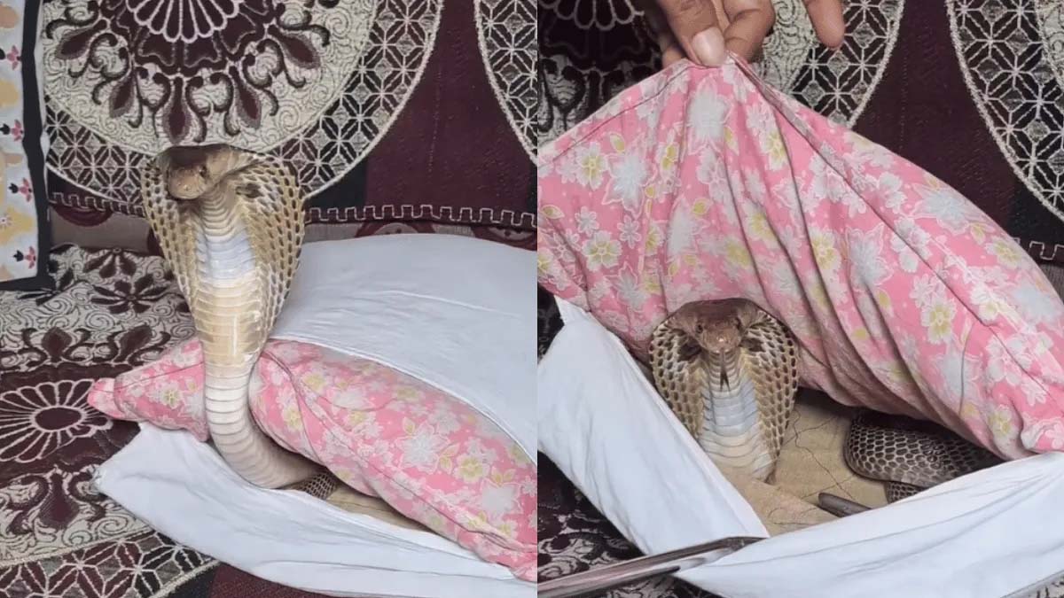 Snake At Sofa Pillow Cover షాకింగ్...సోఫా పిల్లో కవర్‌లో త్రాచు పాము